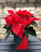Christmas | House Plants | Classic Christmas Poinsettia