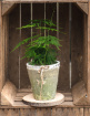 House Plants | Asparagus Setaceus Fern