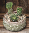 House Plants | Succulent, cactus planter