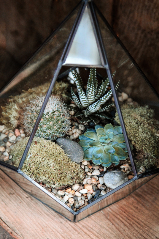 House Plants | Terrarium