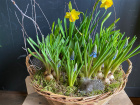 Easter | Flowers | Easter planter