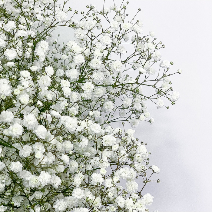 Upsell gifts | Valentines Day | Gypsophilia