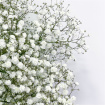 The Rose Collection | Upsell gifts | Gypsophilia