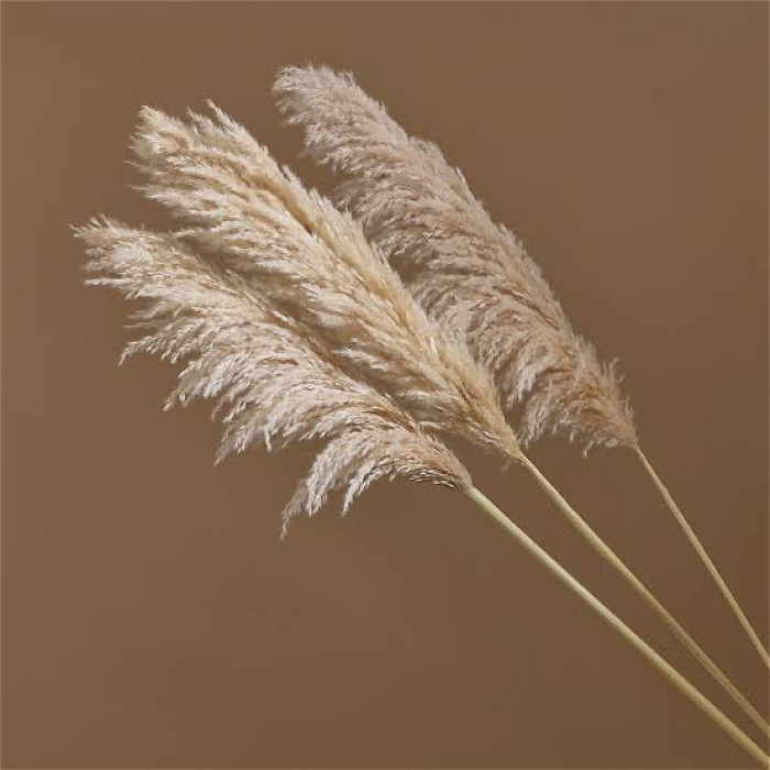 Bouquets | Upsell gifts | Valentines Day | Natural Pampas