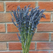 Upsell gifts | Dried Lavender