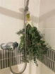 Foliage | Home | Eucalyptus shower bundle