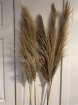 Dried Flowers | Pampas Grass