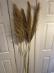 Dried Flowers | Pampas Grass