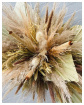 Dried Flowers | Home | Natural dried flower spray