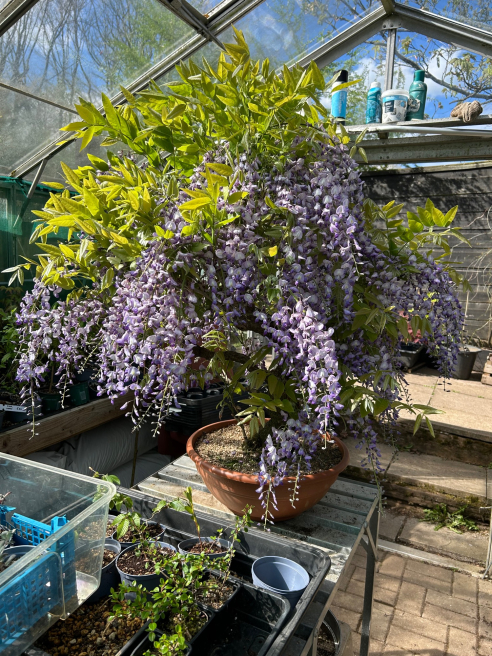 George in The Jungle | Macclesfield | Bonsai trees