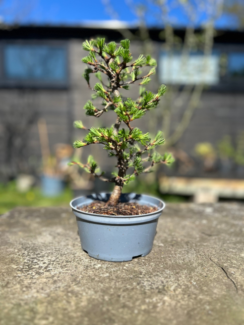 George in The Jungle | Macclesfield | Bonsai trees