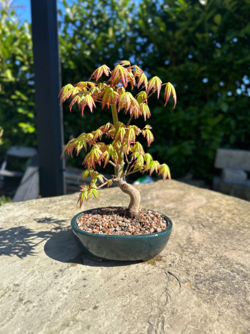 George in The Jungle | Macclesfield | Bonsai trees