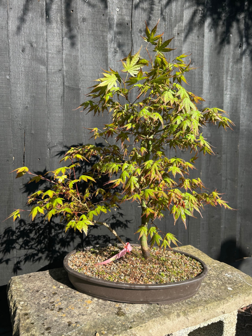 George in The Jungle | Macclesfield | Bonsai trees