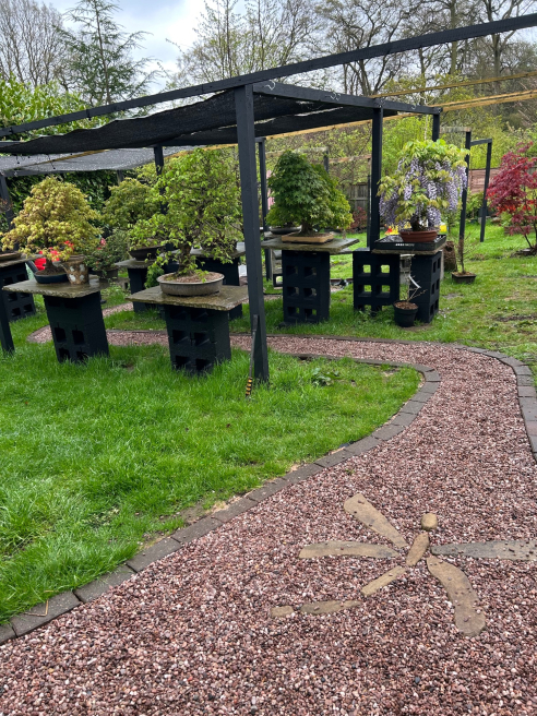 George in The Jungle | Macclesfield | Bonsai trees