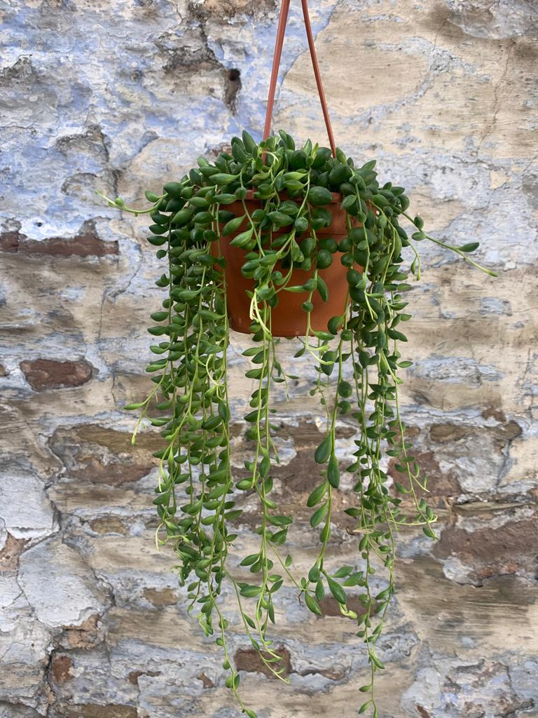 George in The Jungle | Macclesfield | Houseplants