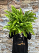 House Plants | Nephrolepsis (Boston fern)