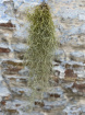 House Plants | Tillandsia usneoides (Spanish moss)