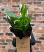 House Plants | Plant in a box (peace lily)