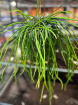 House Plants | Rhipsalis seleniserius (weeklies)