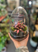 House Plants | Egg terrarium