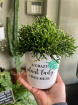 Fun personalised pots | Crazy plant lady pot