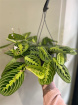 House Plants | Calathea maranta (lemon lime)