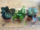 Arrangements | House Plants | Mini plant Trio