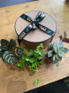 Arrangements | House Plants | Mini plant Trio