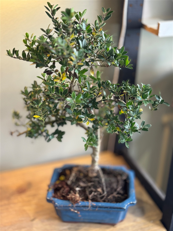 bonsai trees | Japanese holly