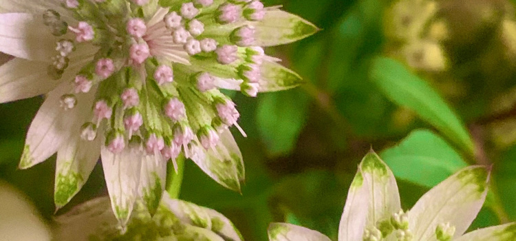 Clover Blooms | Castle Bromwich | Home