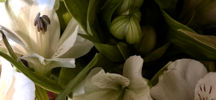 Clover Blooms | Castle Bromwich | Home