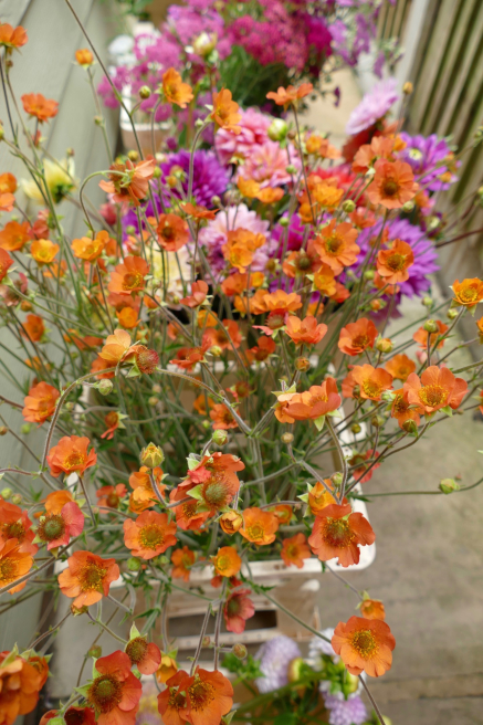 Just Anne Flowers | Sudbury | Home