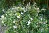Just Anne Flowers | Sudbury | Compostable Funeral Flowers