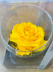 Gifts | Upsell gifts | Real Preserved Roses