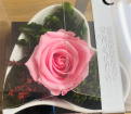 Gifts | Upsell gifts | Real Preserved Roses