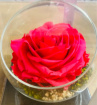 Gifts | Upsell gifts | Real Preserved Roses