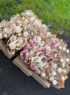 Dried Flowers | Dried mini boutique PINK