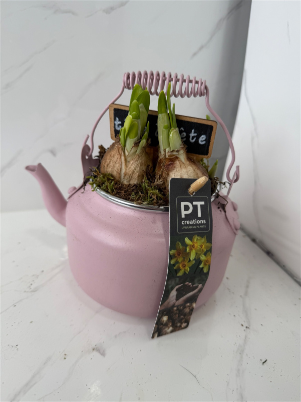 Mother's Day | Tea pot planter