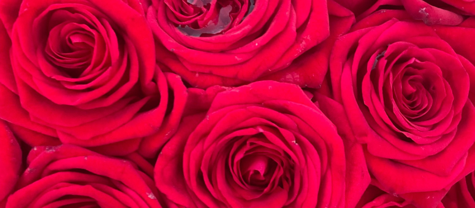 Reine Des Fleurs | Brentwood | Home