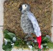 Funeral Bespoke Pieces | 2D African Grey