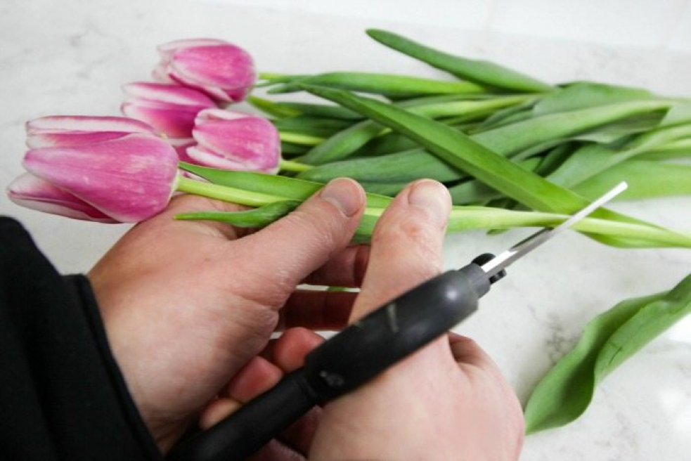 Forget Me Knot Bespoke Florist | Coalville | Flower Care