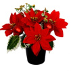 Christmas | Funeral & Sympathy | Gift Flowers for all occasions | Grave Pots