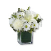 Eco Friendly Gift and Funeral Flowers | Gift Flowers | Mothers Day | Cube of 