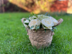 Arrangements | Sympathy Flowers | White and green flower basket