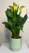 Plants | Calla Lilies - Assorted colours