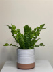 Plants | Bird’s Nest Fern – ‘Crispy Wave’ in Pot