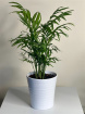 Plants | Indoor Palm in pot