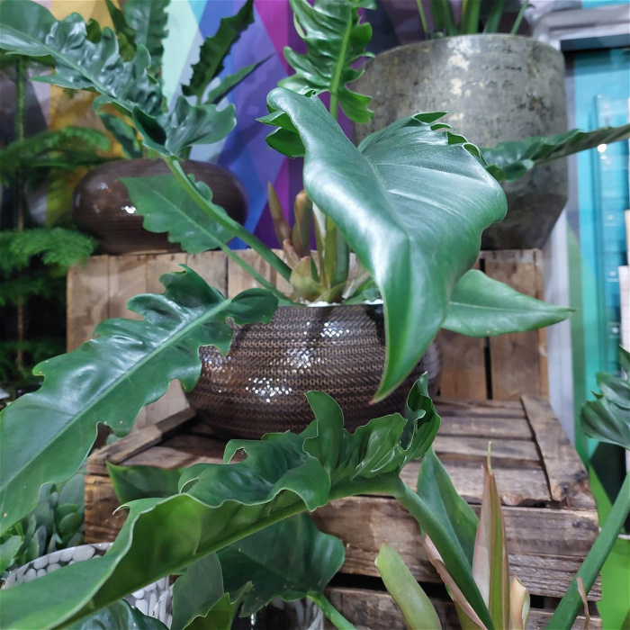 A Florist in Huddersfield Elland Brighouse The Flower Shop SameDay