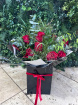 Fresh Flowers  | Valentine's Day | Our Luxury Dozen Roses