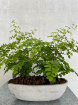 House Plants | Adiantum